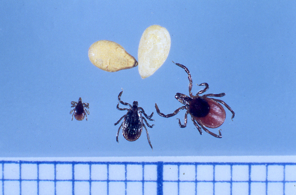 ticks