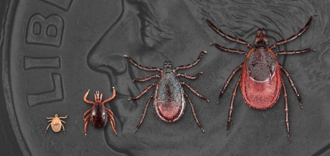 ticks