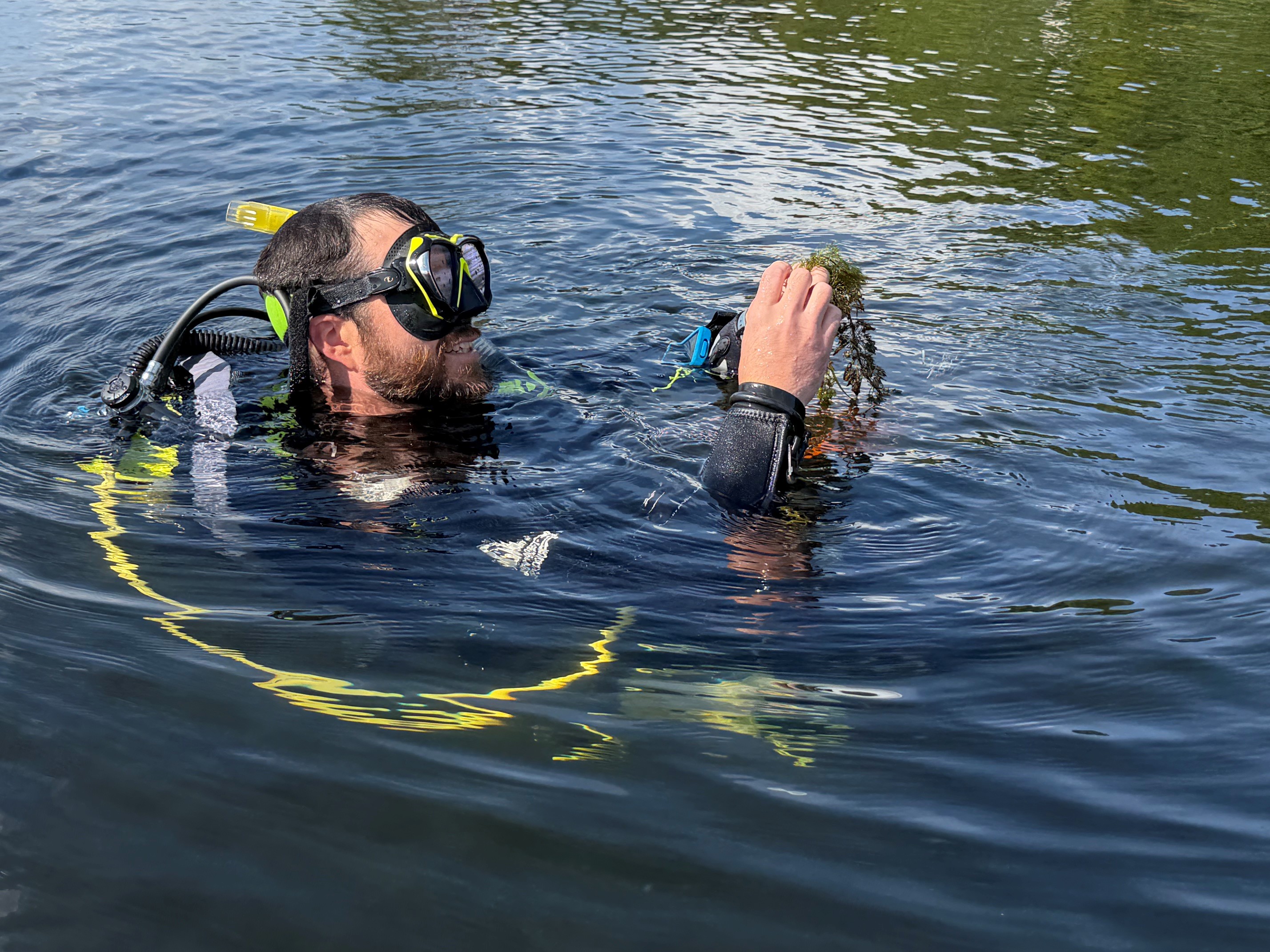 underwater diver Nick Rowell holds a native plant found growing in Brant Lake in August 2026.