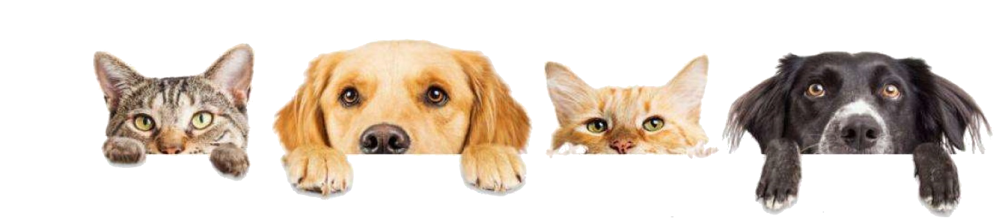 Dogs and Cats