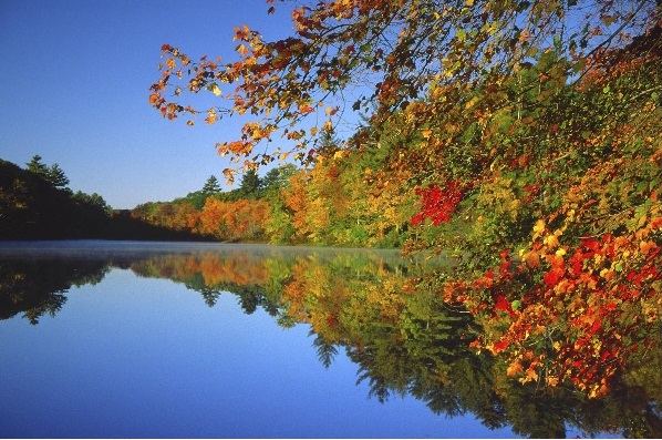 fall foliage