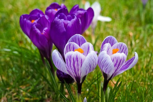 Crocus