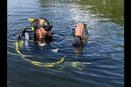 underwater diver Nick Rowell holds a native plant found growing in Brant Lake in August 2026.